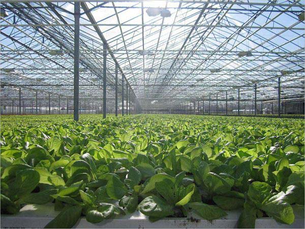 農(nóng)業(yè)種植玻璃溫室大棚